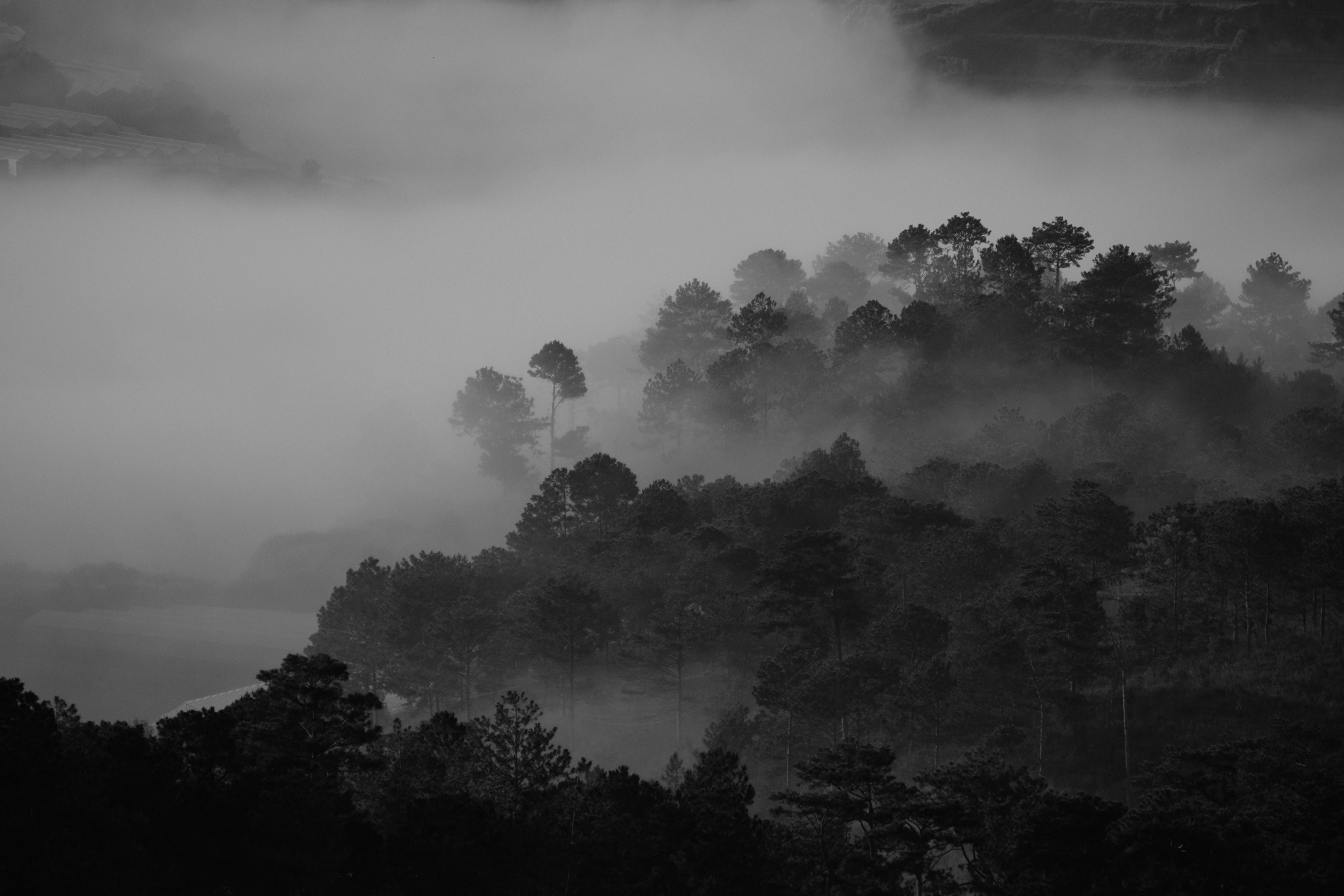 pexels-dương-nhân-1529881